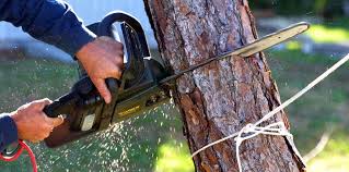 Best Hazardous Tree Removal  in Adams, WI