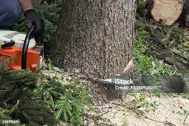 How Our Tree Care Process Works  in  Adams, WI