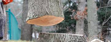 Reliable Adams, WI Tree Services Solutions