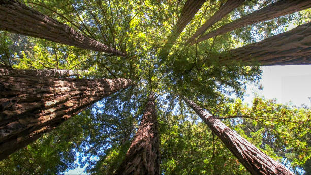 Best Tree Risk Assessment  in Adams, WI