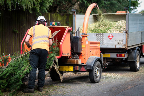 Best Hedge Trimming  in Adams, WI