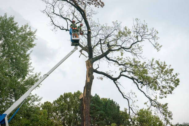 Best Leaf Removal  in Adams, WI