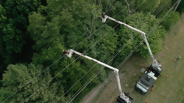 Best Tree Cabling and Bracing  in Adams, WI