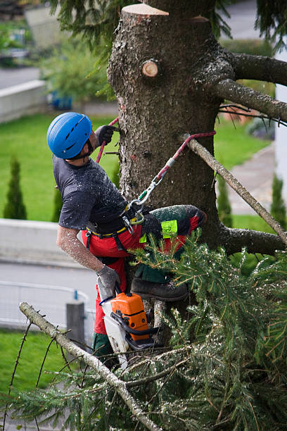 Best Lawn Dethatching  in Adams, WI