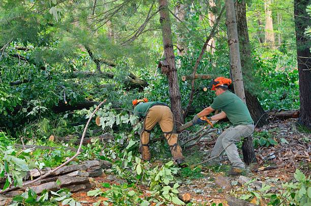 Best Lawn Maintenance Plans  in Adams, WI