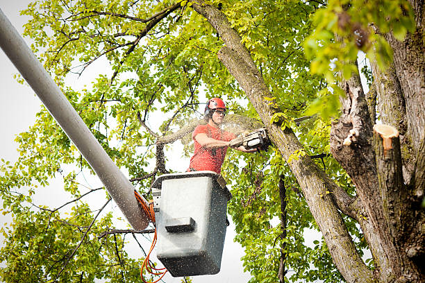 Best Aeration Services  in Adams, WI