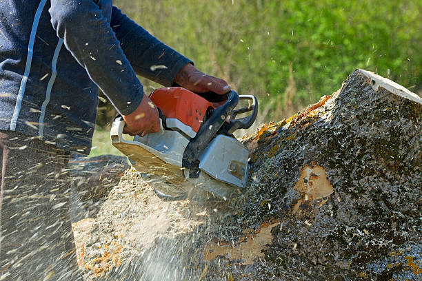 Best Arborist Consultation Services  in Adams, WI
