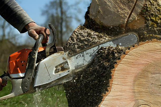 Best Lawn Renovation and Restoration  in Adams, WI